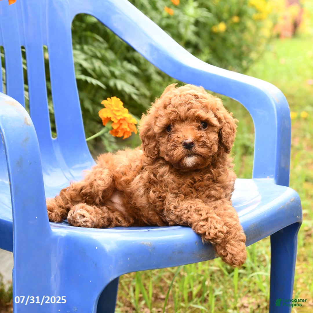 Toy Poodle dogs for sale: Jack - Image 3