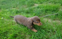 Dachshund dogs for sale: Otis - Image 6