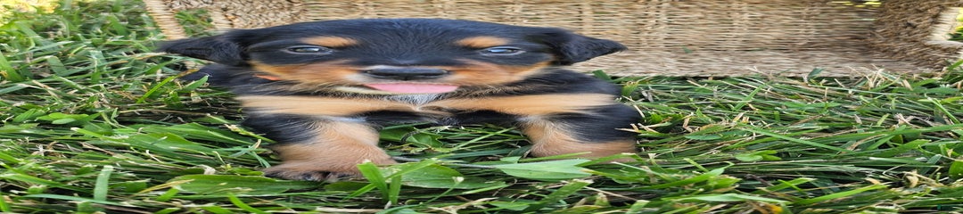 Bruno
