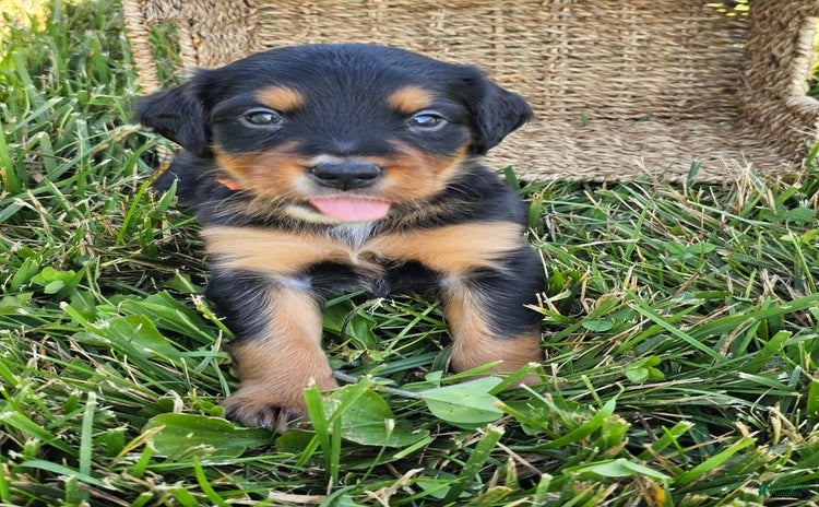 Bernese Mountain Dog dogs for sale - Ad 3