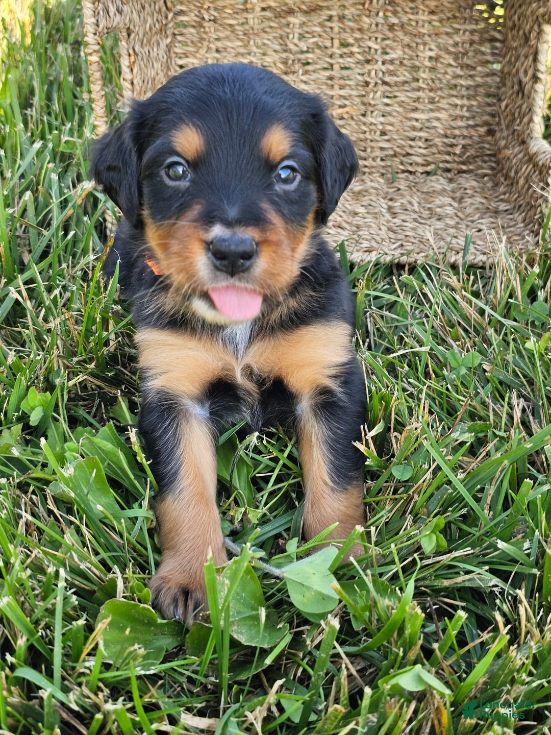 Bernese Mountain Dog dogs for sale: Bernese Mountain Dog 8 puppies - Image 13