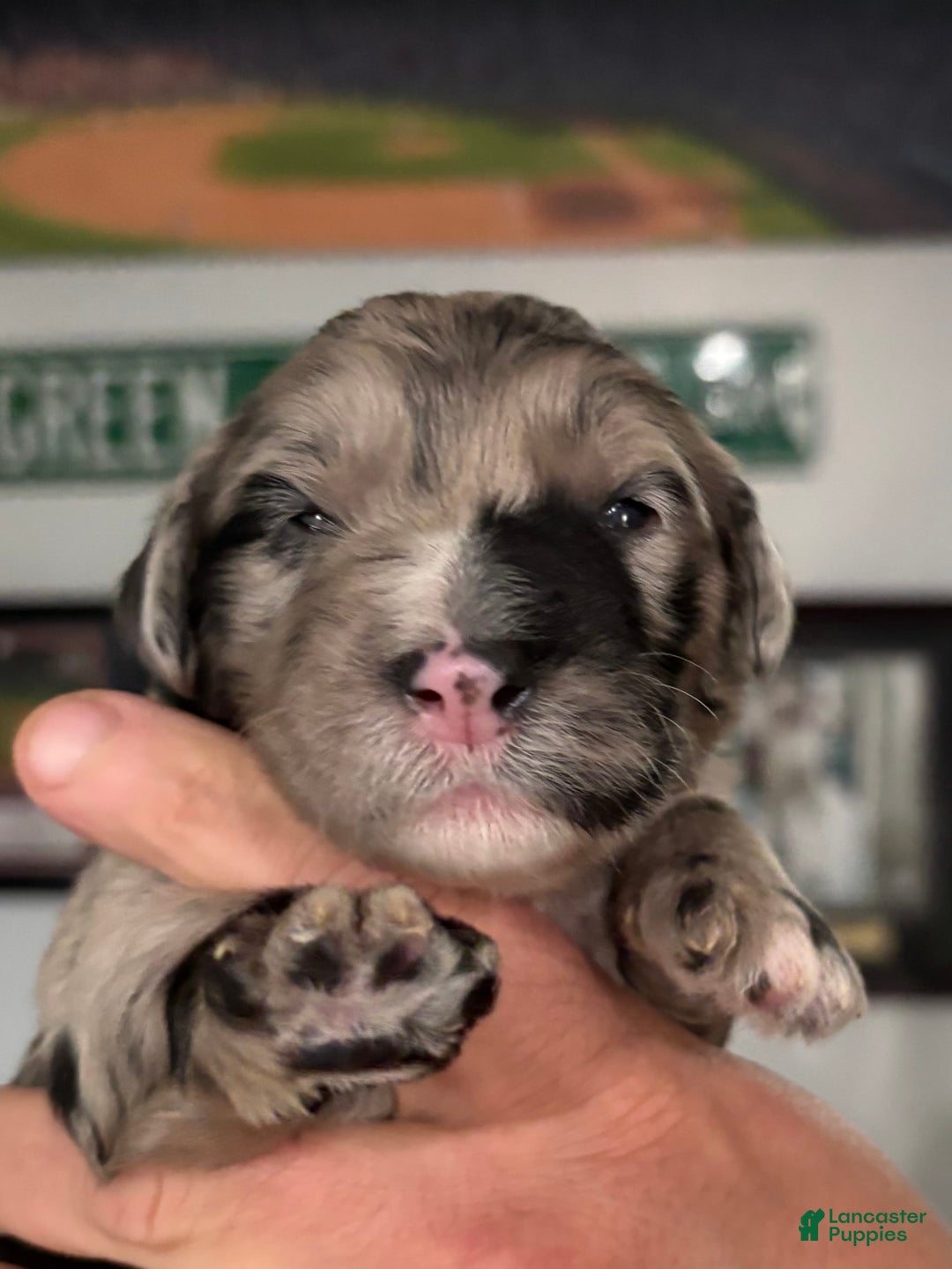 Old English Sheepdog dogs for sale: Light Pink Girl - Image 4