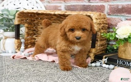 Miniature Poodle dogs for sale: Gabriela - Image 4