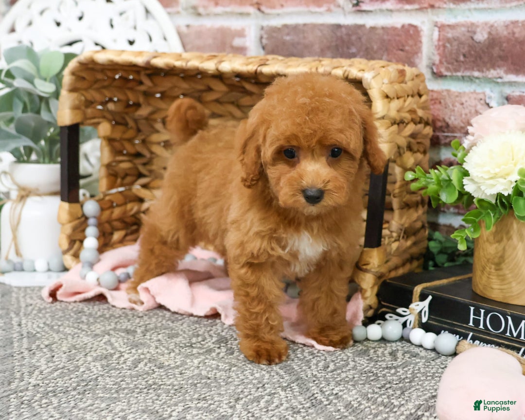 Miniature Poodle dogs for sale: Gabriela - Image 4
