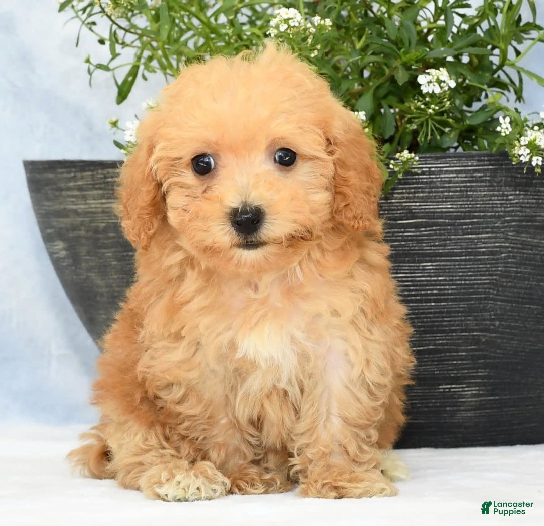 Havapoo dogs for sale: Mocha - Image 5