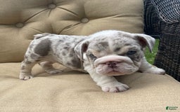 English Bulldog dogs for sale: Iceman - Image 4