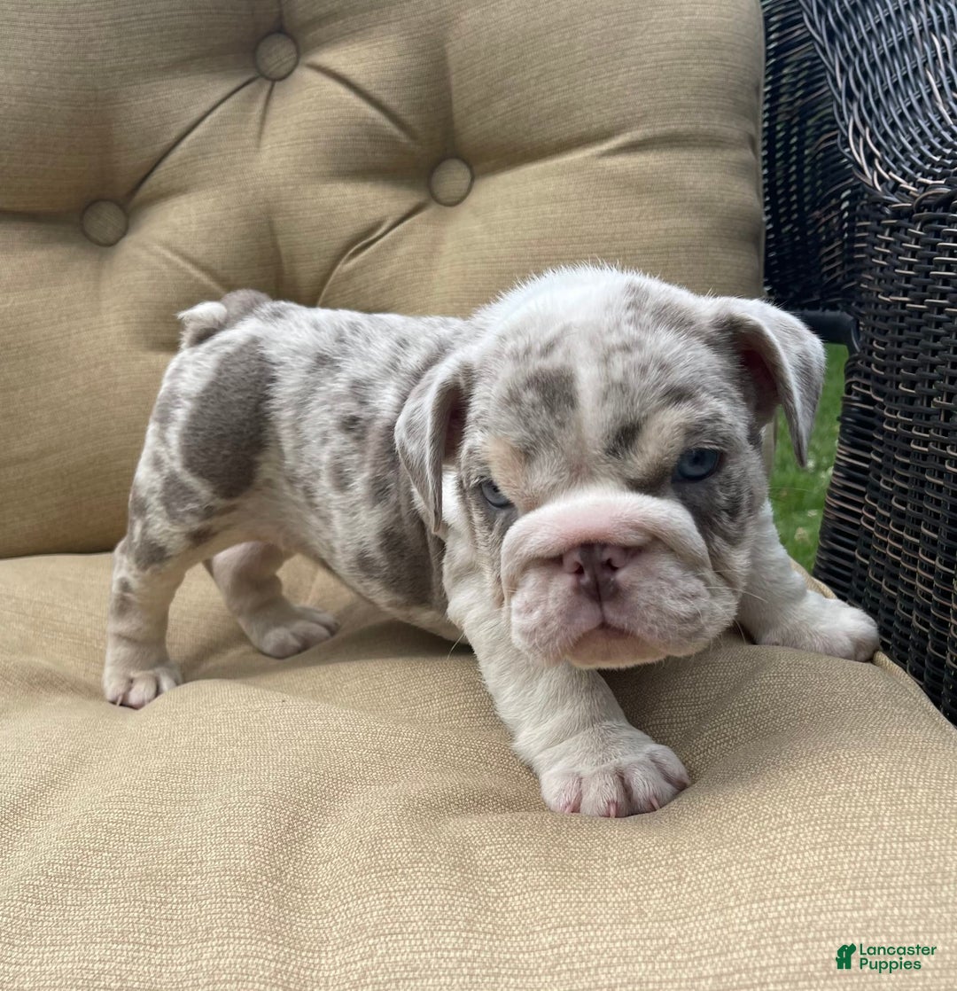 English Bulldog dogs for sale: Iceman - Image 4