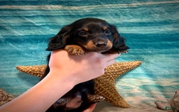 Miniature Dachshund dogs for sale: Miniature Dachshund 4 puppies - Image 1