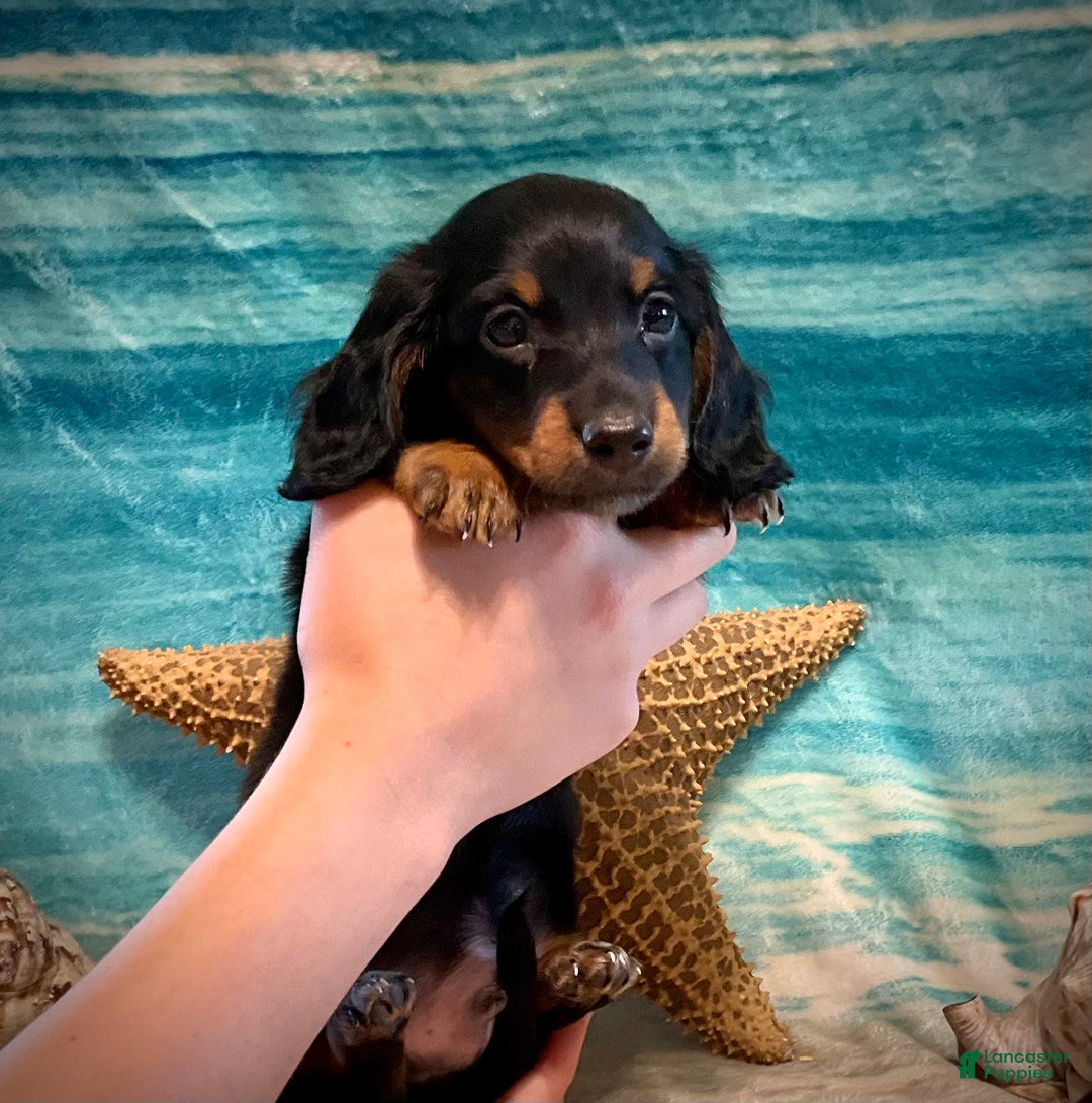 Miniature Dachshund dogs for sale: Miniature Dachshund 4 puppies - Image 1