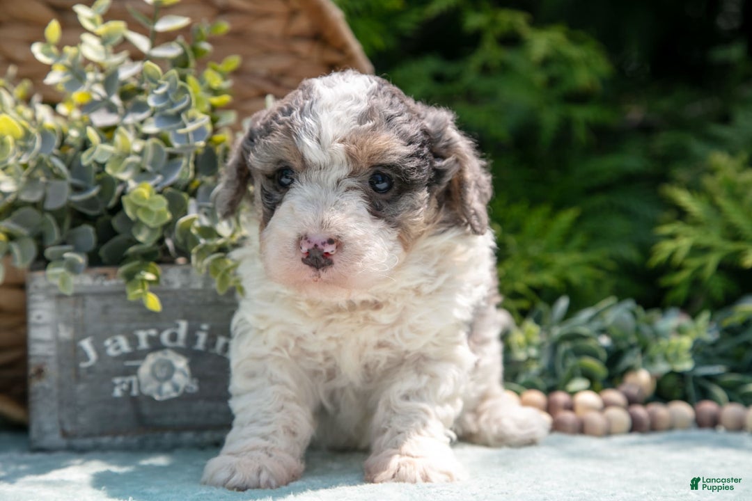 Mini Bernedoodle dogs for sale: Kylie - Image 2