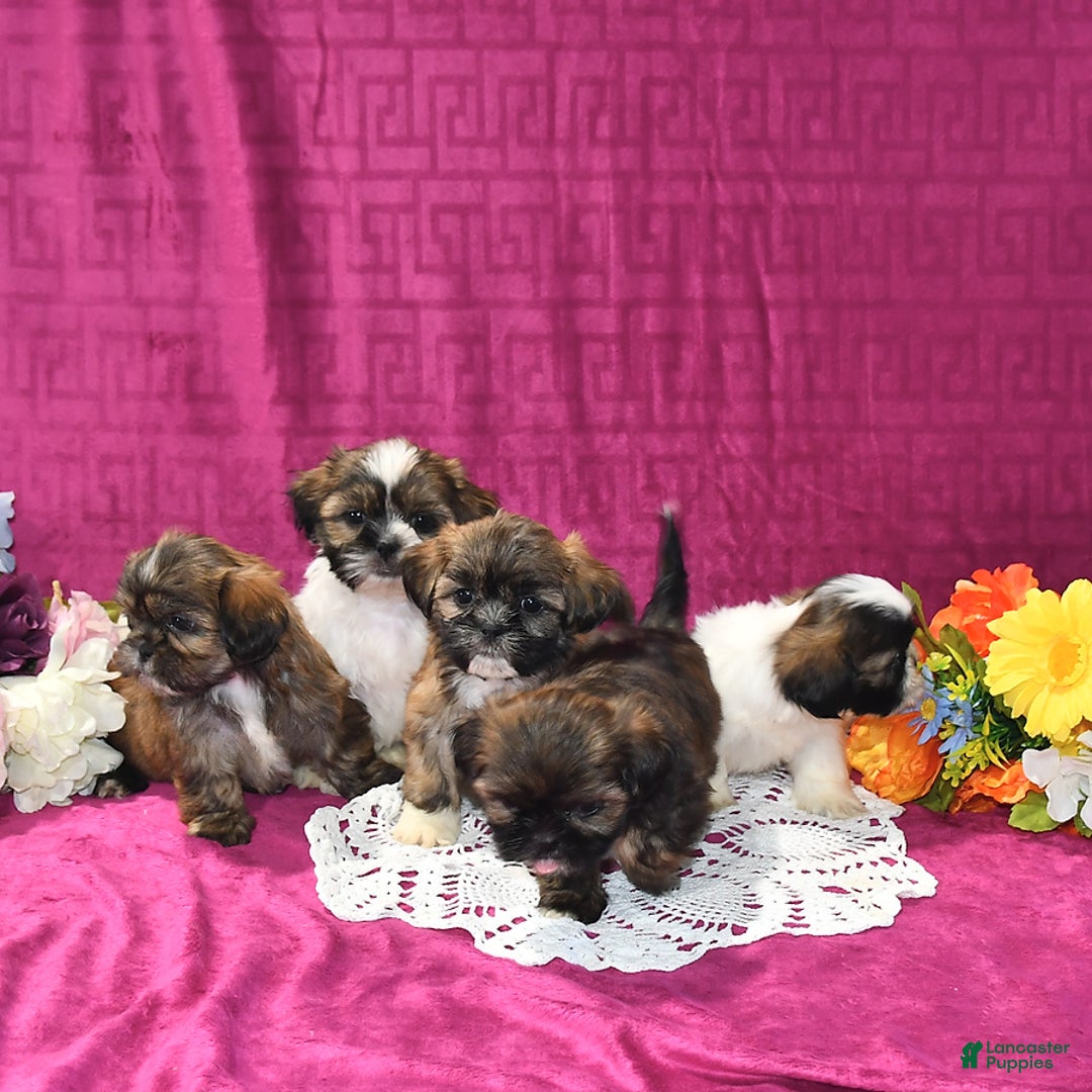 Shih Tzu dogs for sale: Lily - Image 5
