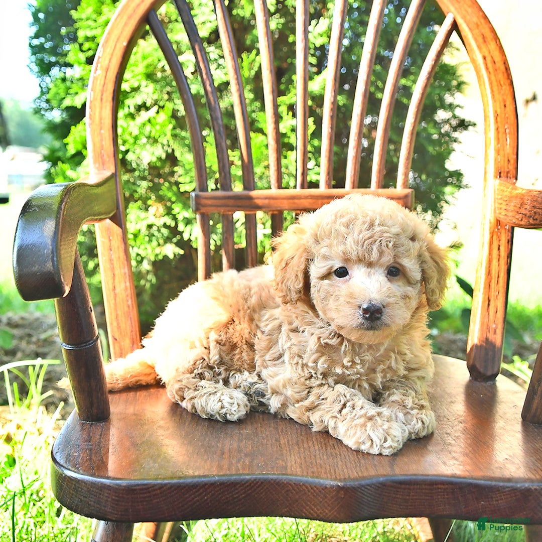 Mini Goldendoodle dogs for sale: Mia - Image 3