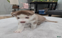 Siberian Husky dogs for sale: Creed - Image 4