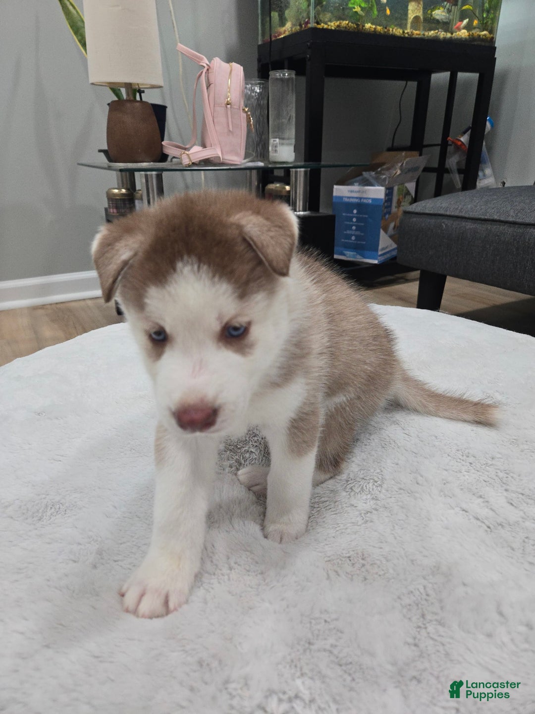 Siberian Husky dogs for sale: Creed - Image 4