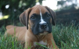 Boxer dogs for sale: Eli - Image 3