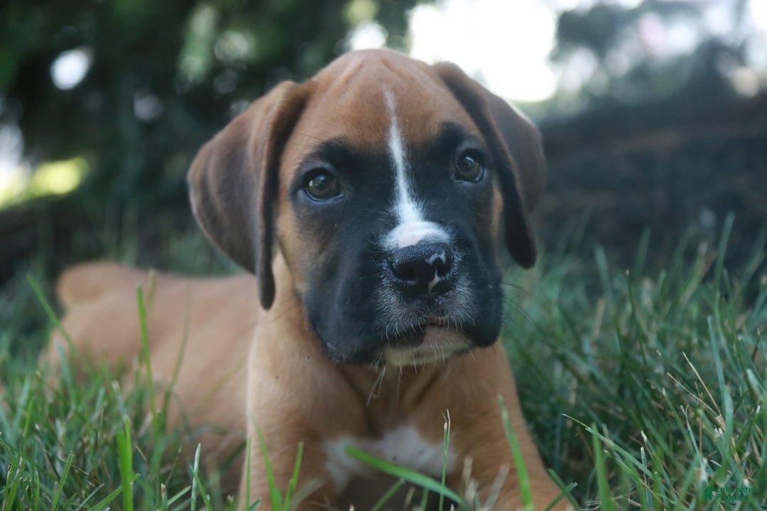 Boxer dogs for sale: Eli - Image 3