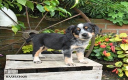 Miniature Australian Shepherd dogs for sale: Finn - Image 2