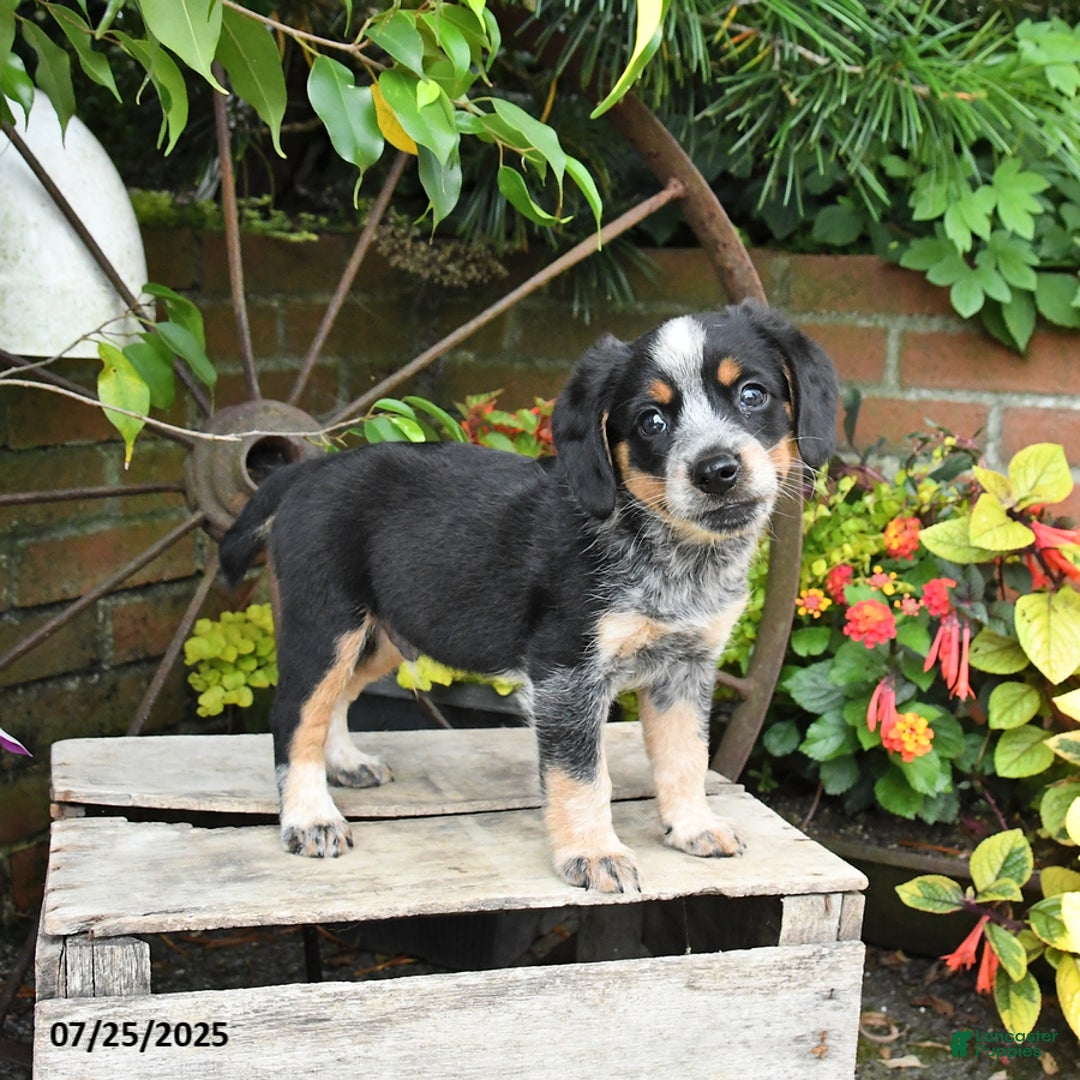 Miniature Australian Shepherd dogs for sale: Finn - Image 2