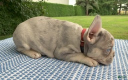 French Bulldog dogs for sale: Isabella - Image 2