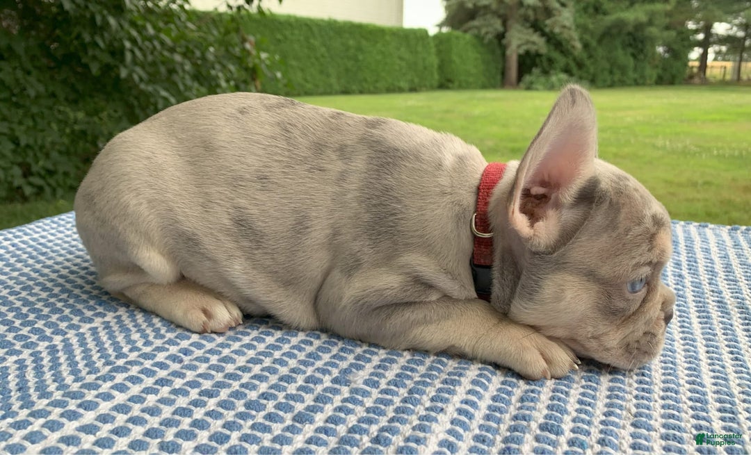 French Bulldog dogs for sale: Isabella - Image 2