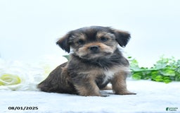 Shorkie dogs for sale: Landon - Image 5
