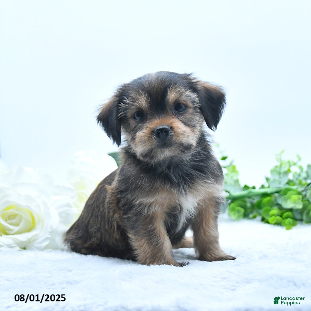 Shorkie dogs for sale: Landon - Image 5