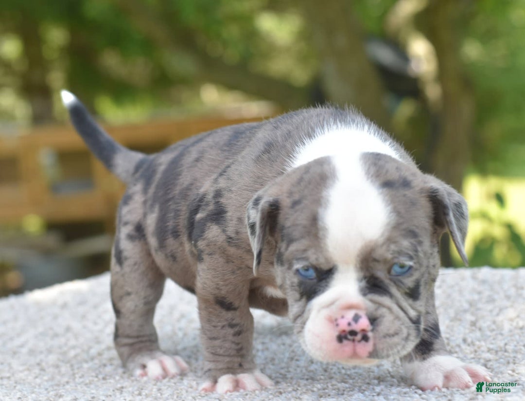 Olde English Bulldogge dogs for sale: Enzo blue eyes mini bulldogge - Image 5