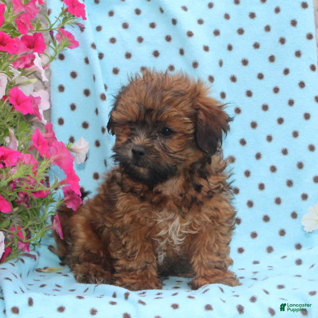 Teddy Bear dogs for sale: Dillon - Image 1