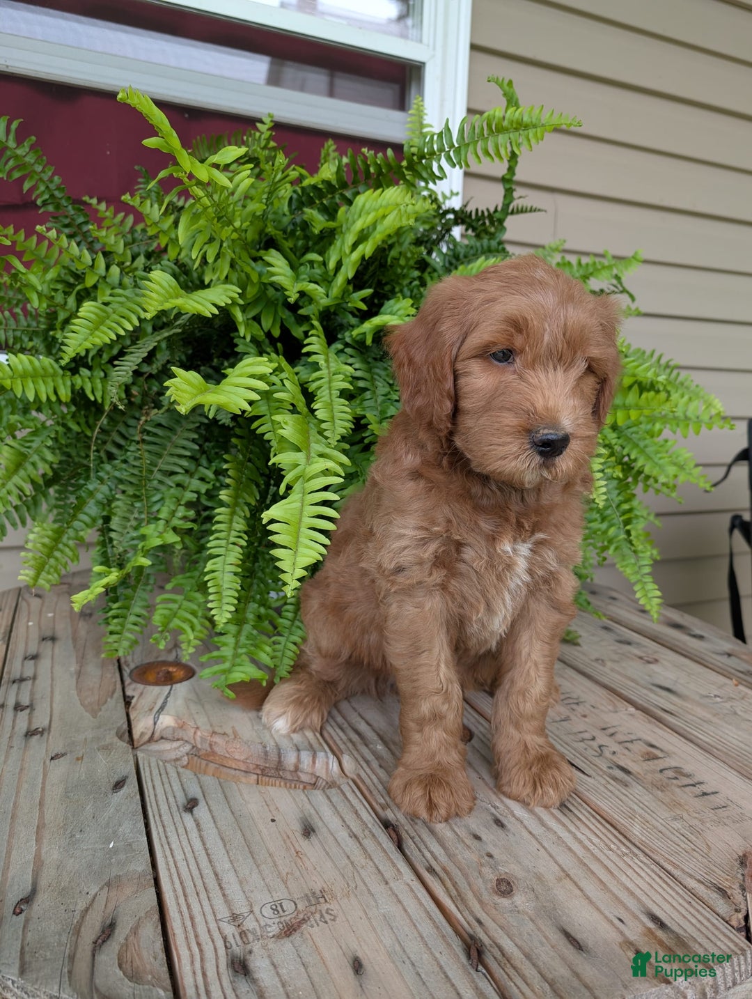 Goldendoodle dogs for sale: Cash - Image 23