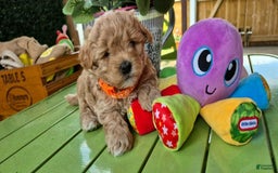 Maltipoo dogs for sale: Sam - Image 1