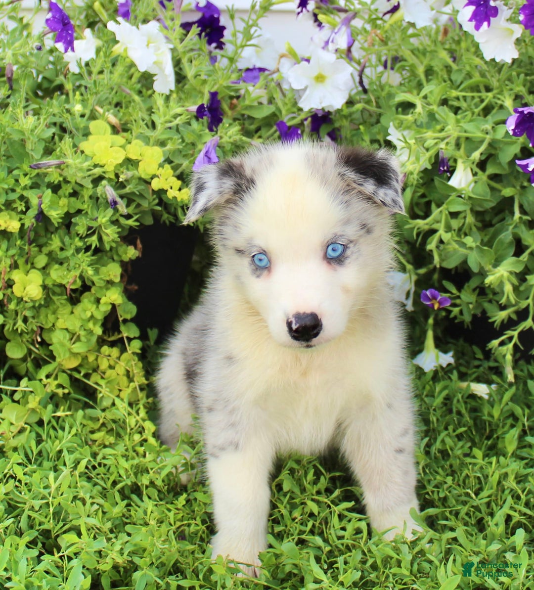 Australian Shepherd dogs for sale: Australian Shepherd 8 puppies - Image 12