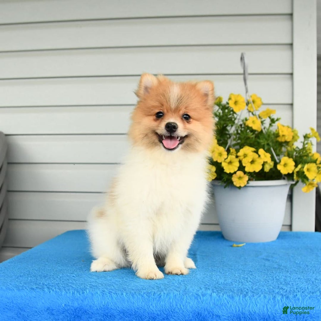 Pomeranian dogs for sale: Healthy - Image 4