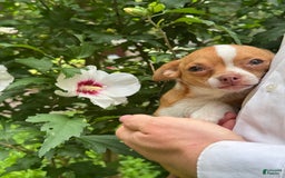 Chihuahua dogs for sale: Chihuahua 2 puppies - Image 17