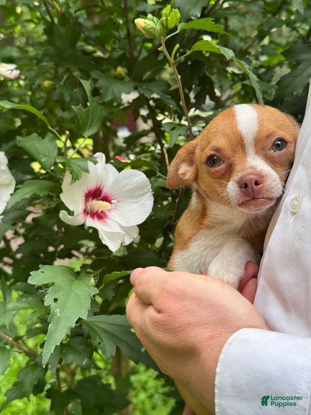 Chihuahua dogs for sale: Chihuahua 2 puppies - Image 17