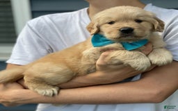 Golden Retriever dogs for sale: Mary - Image 5