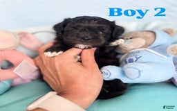 Maltipoo dogs for sale: Johnny - Image 3