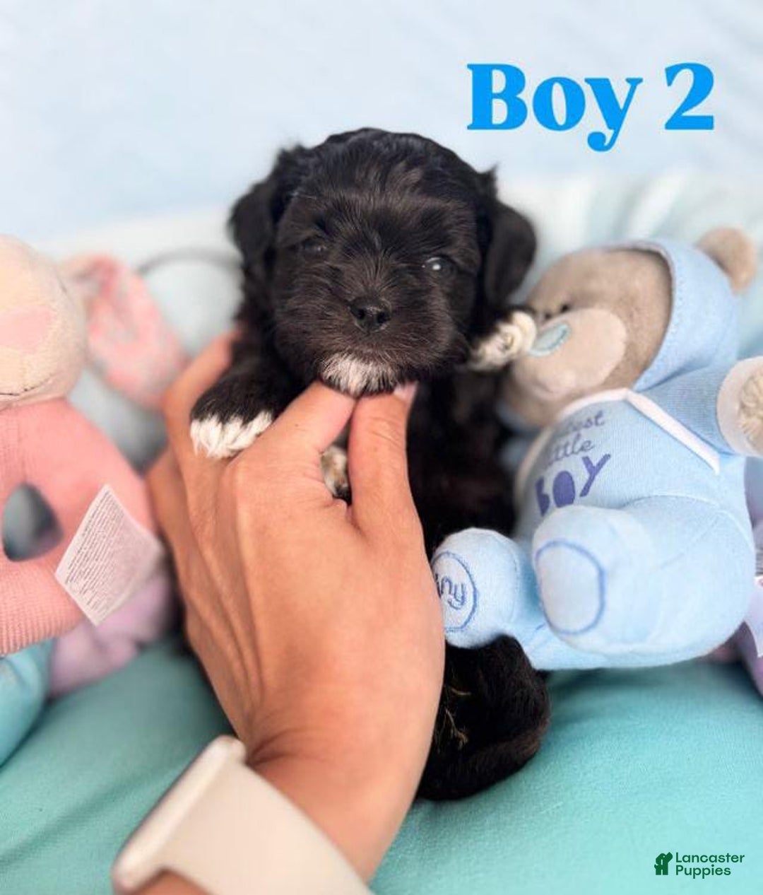 Maltipoo dogs for sale: Johnny - Image 3