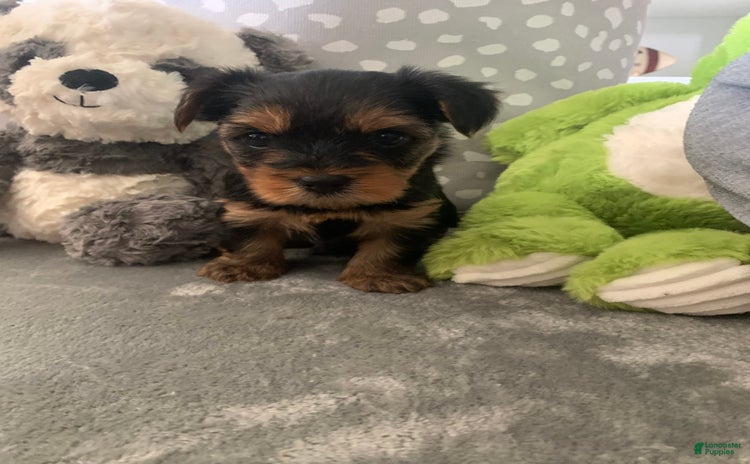 Yorkshire Terrier dogs - Advert 4