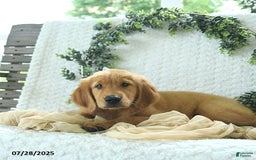 Golden Retriever dogs for sale: Abram - Image 5