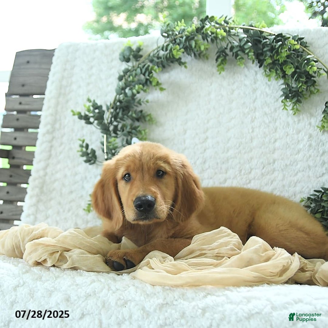 Golden Retriever dogs for sale: Abram - Image 5