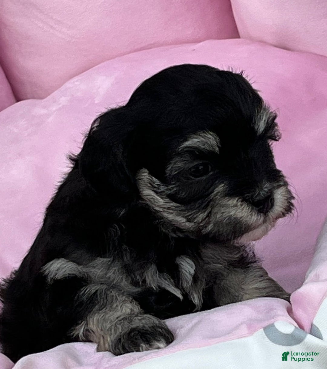 Maltipoo dogs for sale: Precious - Image 3