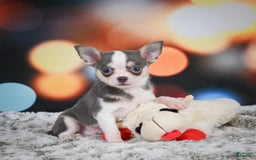 Chihuahua dogs for sale: Bo - Image 8