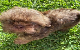 Shih Tzu dogs for sale: Karlton - Image 6