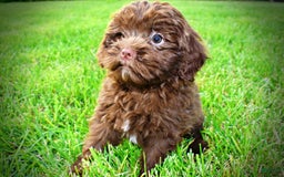 Havapoo dogs for sale: Wiggles - Image 14