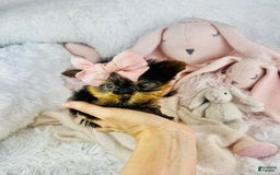 Yorkshire Terrier dogs for sale: Jill - Image 1