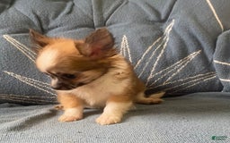 Pomchi dogs for sale: Bitsy - Image 10