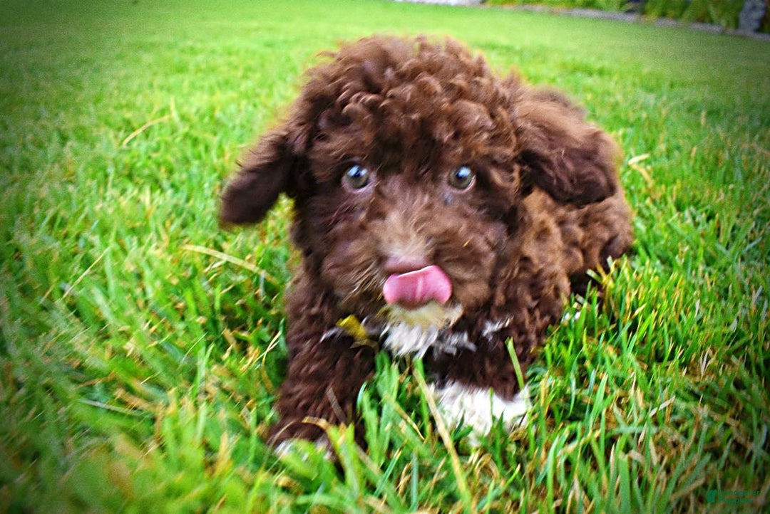 Havapoo dogs for sale: Bliss - Image 2