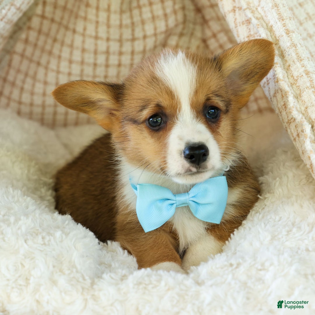 Welsh Corgi Pembroke dogs for sale: Griffin - Image 7
