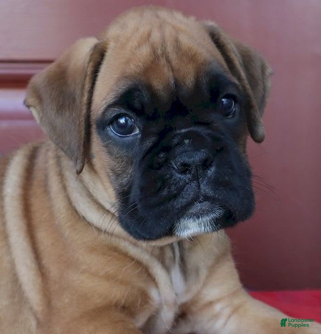 Boxer dogs for sale: Winston  - Champ Lines - Image 4