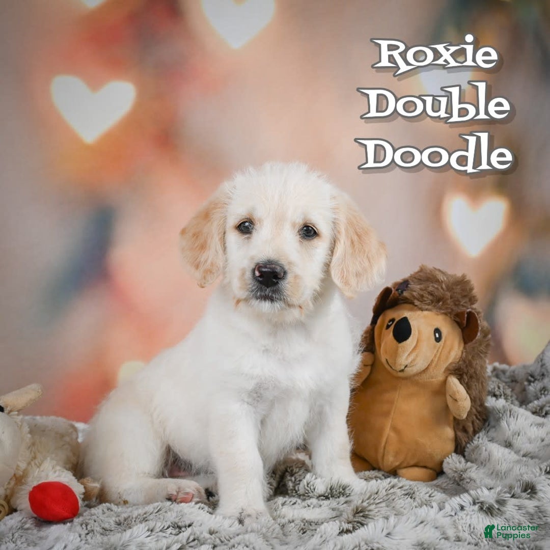 Goldendoodle dogs for sale: Roxie - Image 1